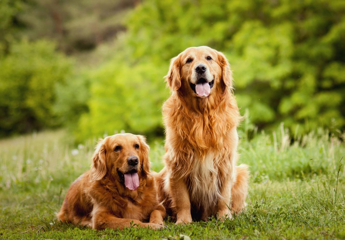 大型犬の種類とは？代表的な犬種の特徴と飼いやすさなどを解説【獣医師