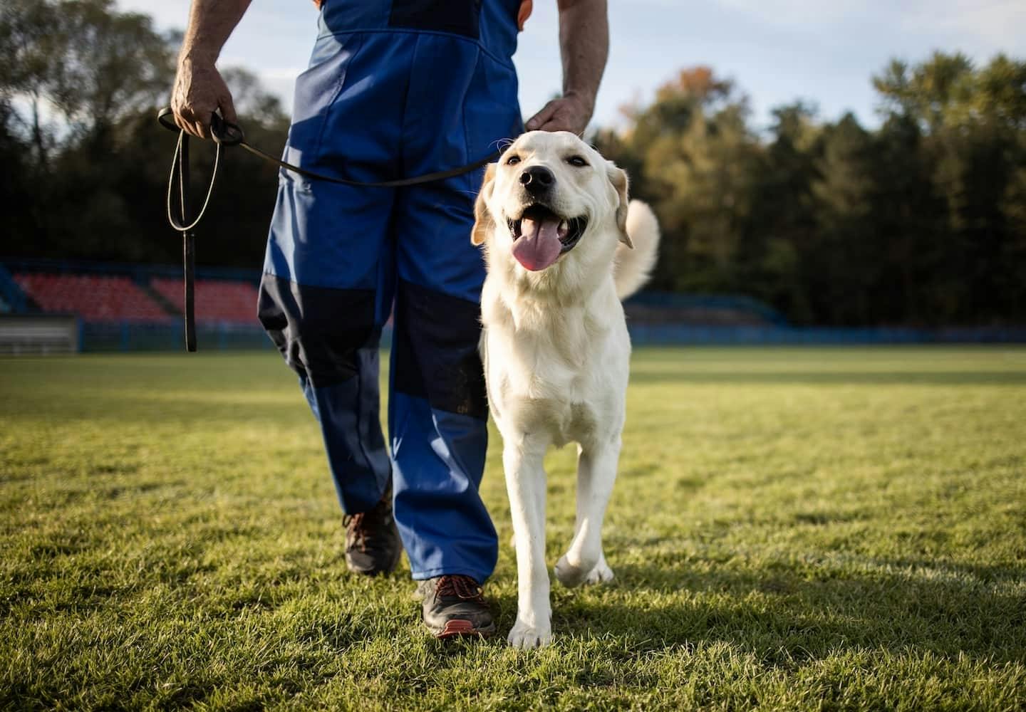 犬が怒る理由は？正しい対処法や飼い主のNG行動を解説【獣医師監修】