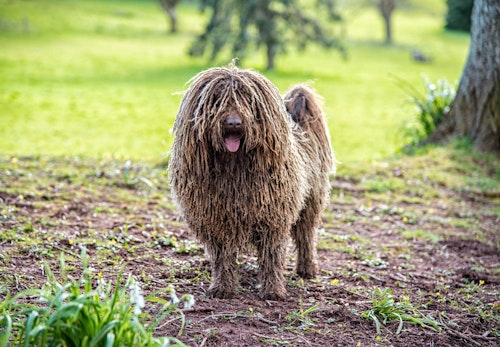 プーリーってどんな犬種 性格や特徴 飼い方のコツを解説 獣医師監修 わんクォール