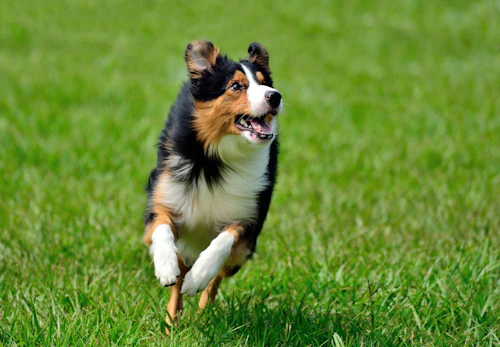犬はチンゲン菜を食べても大丈夫 与え方の注意点や適量を解説 獣医師監修 わんクォール 犬はチンゲン菜を食べても大丈夫 与え方の注意点や適量を解説 獣医師監修 わんクォール