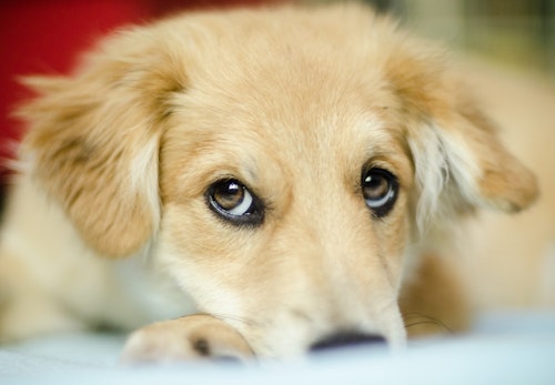 犬の目が開かない 考えらえる原因や病気 注意すべき症状を解説 獣医師監修 わんクォール 犬の目が開かない 考えらえる原因や病気 注意すべき症状を解説 獣医師監修 わんクォール