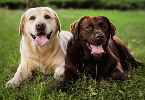 大型犬の種類とは 代表的な犬種の特徴と飼いやすさなどを解説 獣医師監修 わんクォール 大型犬の種類とは 代表的な犬種の特徴と飼いやすさなどを解説 獣医師監修 わんクォール