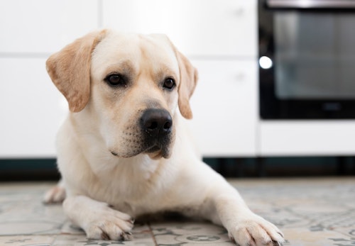 犬にレーズンを与えるのはng 危険な理由と誤食した場合の対処法を解説 獣医師監修 わんクォール