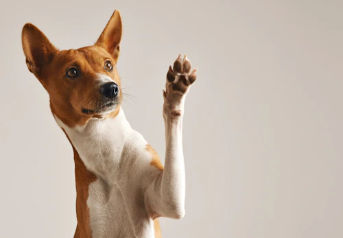 犬にしそ 大葉 を食べさせても大丈夫 健康面のメリットや適量 注意点を解説 獣医師監修 わんクォール 犬にしそ 大葉 を食べさせても大丈夫 健康面のメリットや適量 注意点を解説 獣医師監修 わんクォール