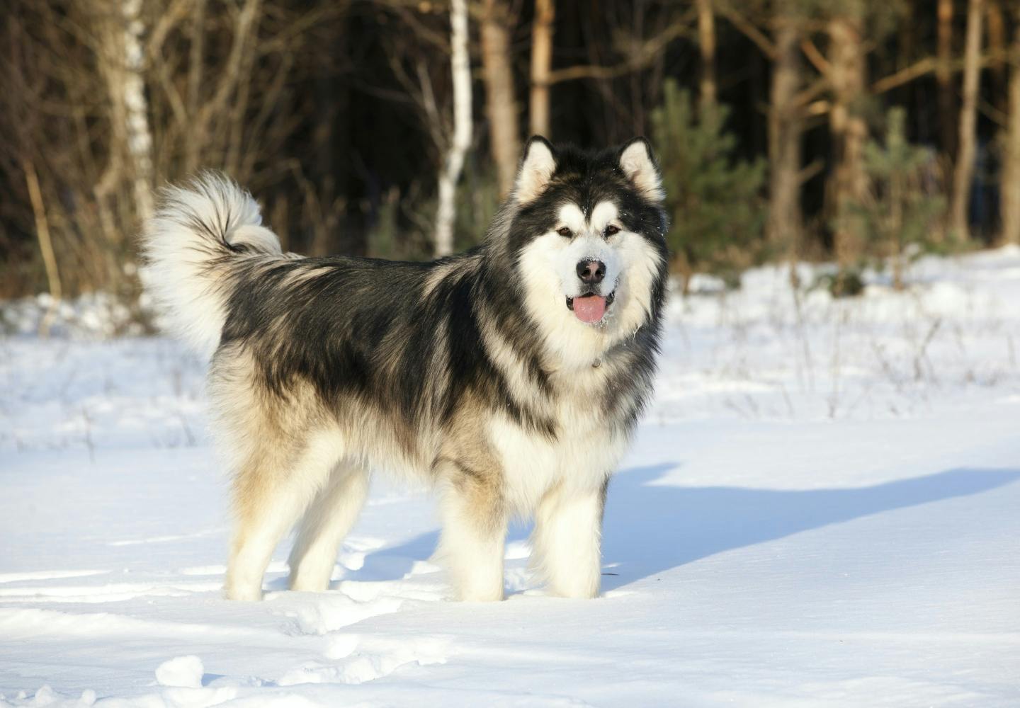 大型犬の種類_アラスカン・マラミュート