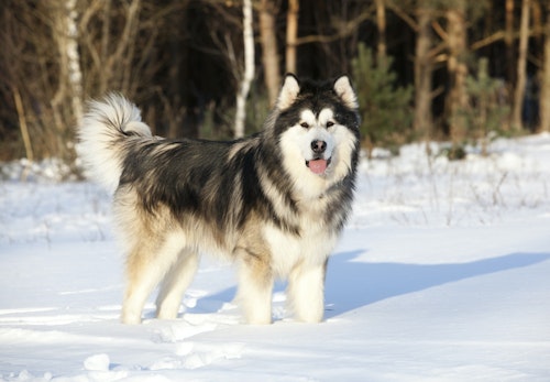 大型犬の種類_アラスカン・マラミュート