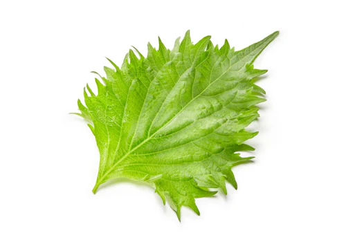 犬にしそ 大葉 を食べさせても大丈夫 健康面のメリットや適量 注意点を解説 獣医師監修 わんクォール 犬にしそ 大葉 を食べさせても大丈夫 健康面のメリットや適量 注意点を解説 獣医師監修 わんクォール