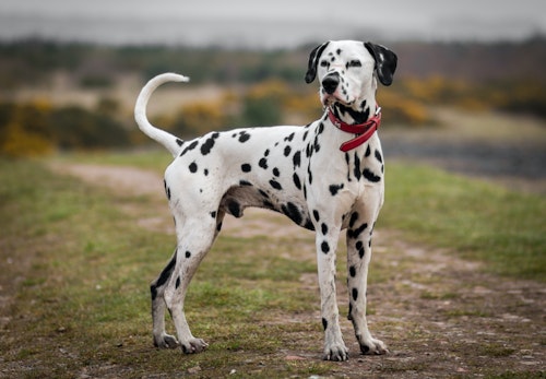 大型犬の種類とは 代表的な犬種の特徴と飼いやすさなどを解説 獣医師監修 わんクォール 大型犬の種類とは 代表的な犬種の特徴と飼いやすさなどを解説 獣医師監修 わんクォール