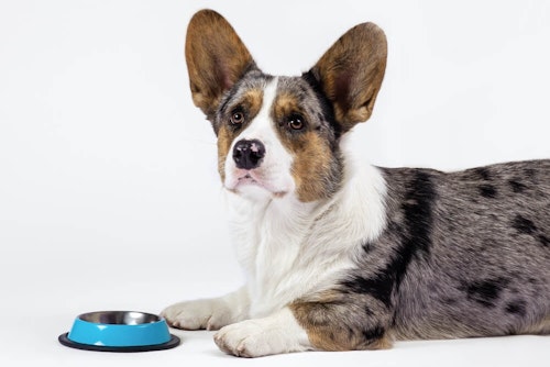 犬に梅干しを食べさせても大丈夫 種を誤食した場合の対処法や塩分中毒などの注意点を解説 獣医師監修 わんクォール