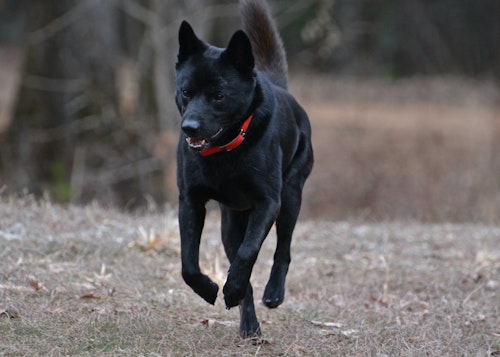 甲斐犬の性格や特徴は 飼い方やしつけのコツ かかりやすい病気について解説 獣医師監修 わんクォール 甲斐犬の性格や特徴は 飼い方やしつけのコツ かかりやすい病気について解説 獣医師監修 わんクォール