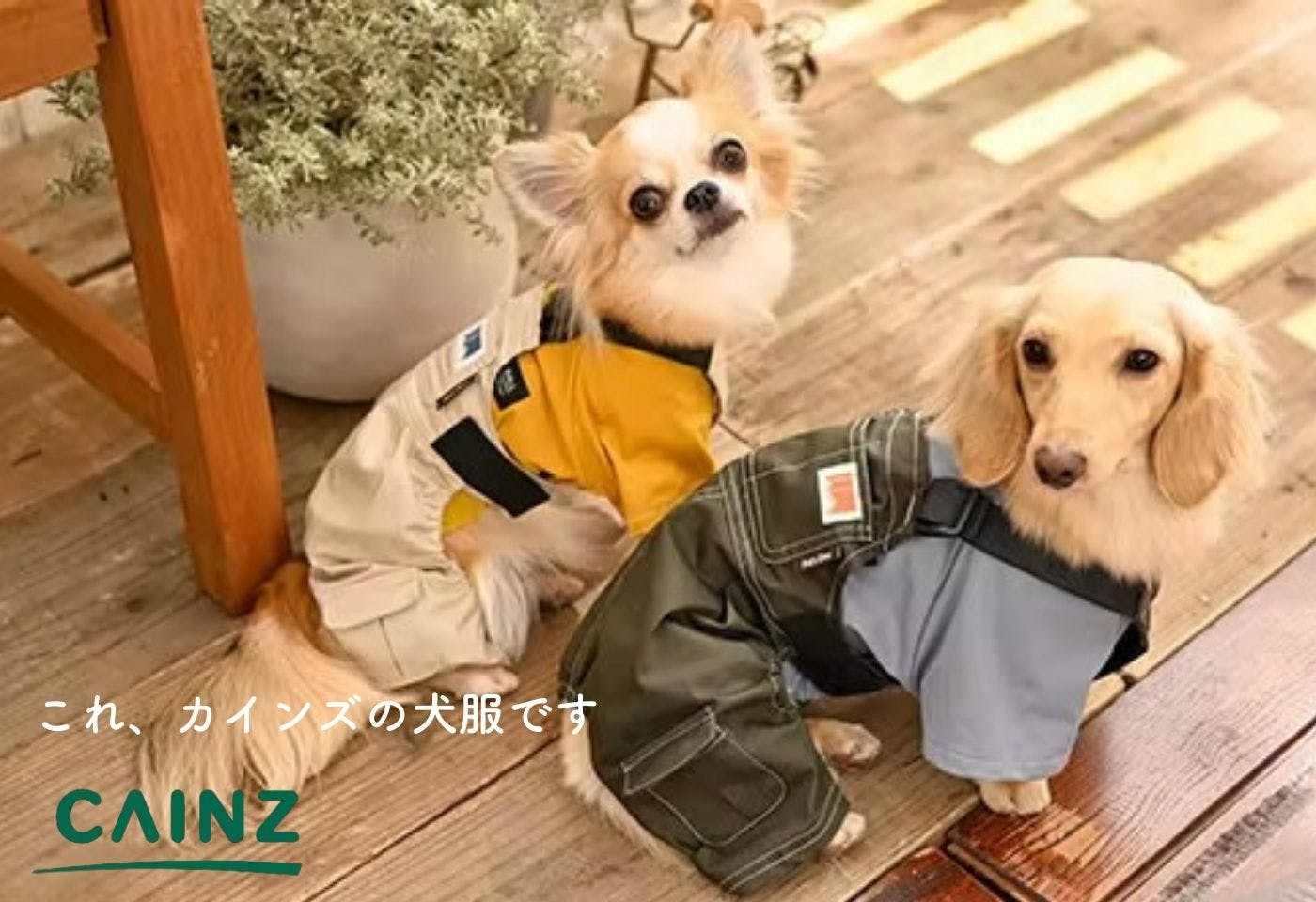 ホームセンターなのに犬服が可愛い！ カインズのペットウェア進化のヒミツ|ワンクォール