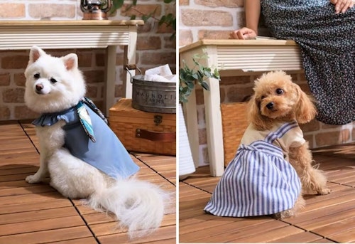 カインズの可愛い犬服を着たポメラニアンとトイプードル