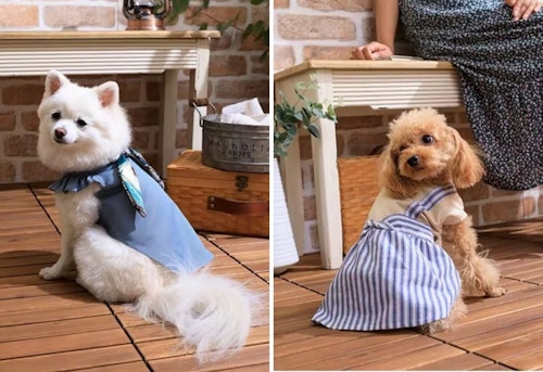 ホームセンターなのに犬服が可愛い カインズのペットウェア進化のヒミツ わんクォール ホームセンターなのに犬服が可愛い カインズのペットウェア進化のヒミツ わんクォール
