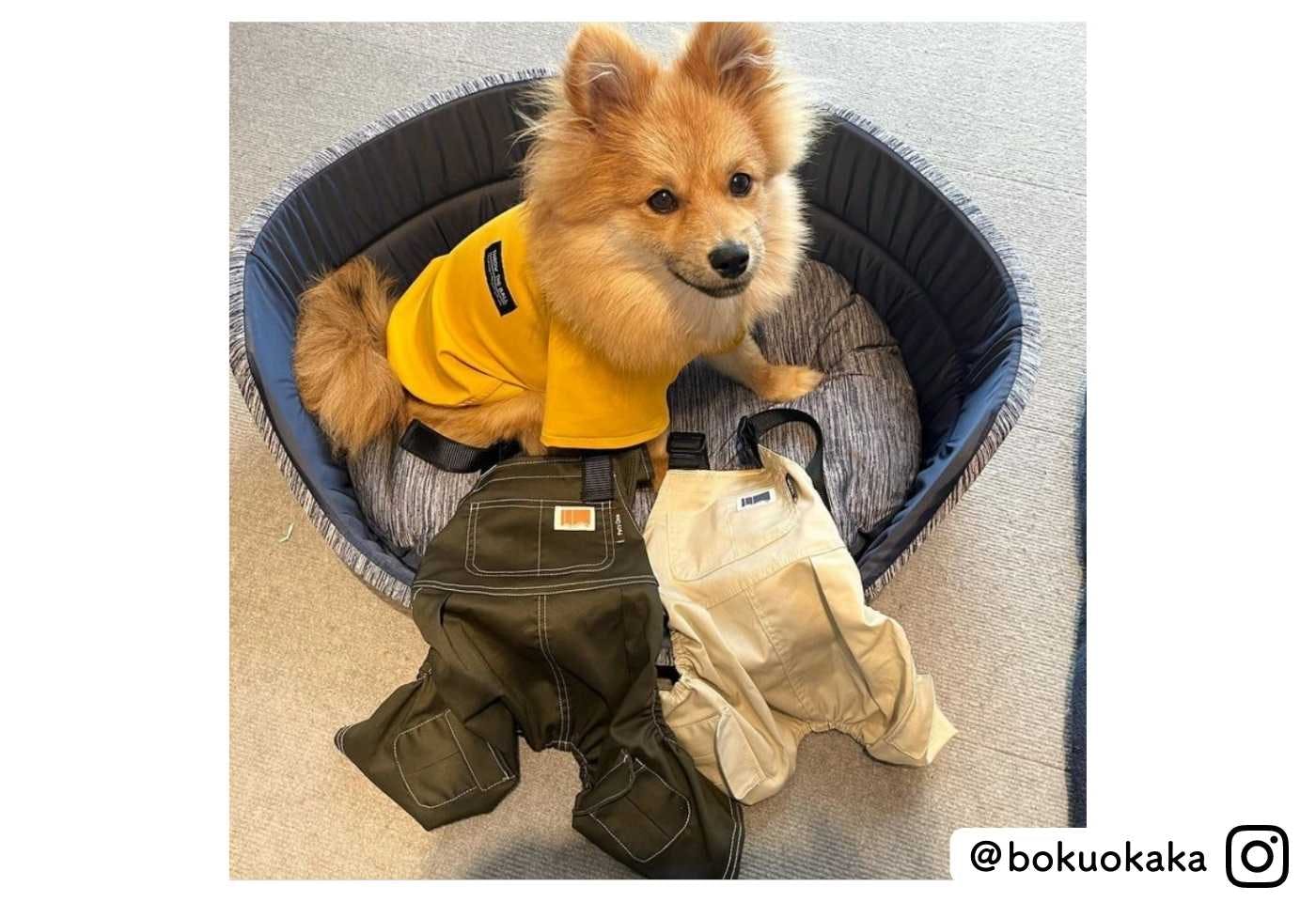 カインズの可愛い犬服パッカブルTシャツを着たポメラニアン@bokuokaka