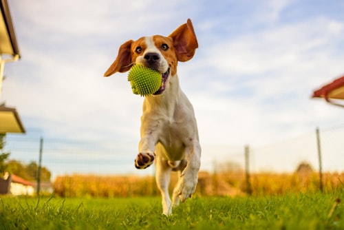 犬に梅干しを食べさせても大丈夫 種を誤食した場合の対処法や塩分中毒などの注意点を解説 獣医師監修 わんクォール