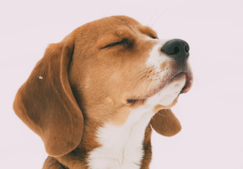 犬の目が開かない 考えらえる原因や病気 注意すべき症状を解説 獣医師監修 わんクォール 犬の目が開かない 考えらえる原因や病気 注意すべき症状を解説 獣医師監修 わんクォール