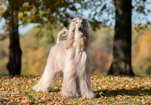 大型犬の種類とは 代表的な犬種の特徴と飼いやすさなどを解説 獣医師監修 わんクォール