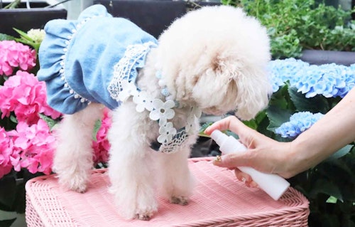 犬も人も安心して使える 虫除けアロマスプレー の作り方 獣医師監修 わんクォール 犬も人も安心して使える 虫除けアロマスプレー の作り方 獣医師監修 わんクォール