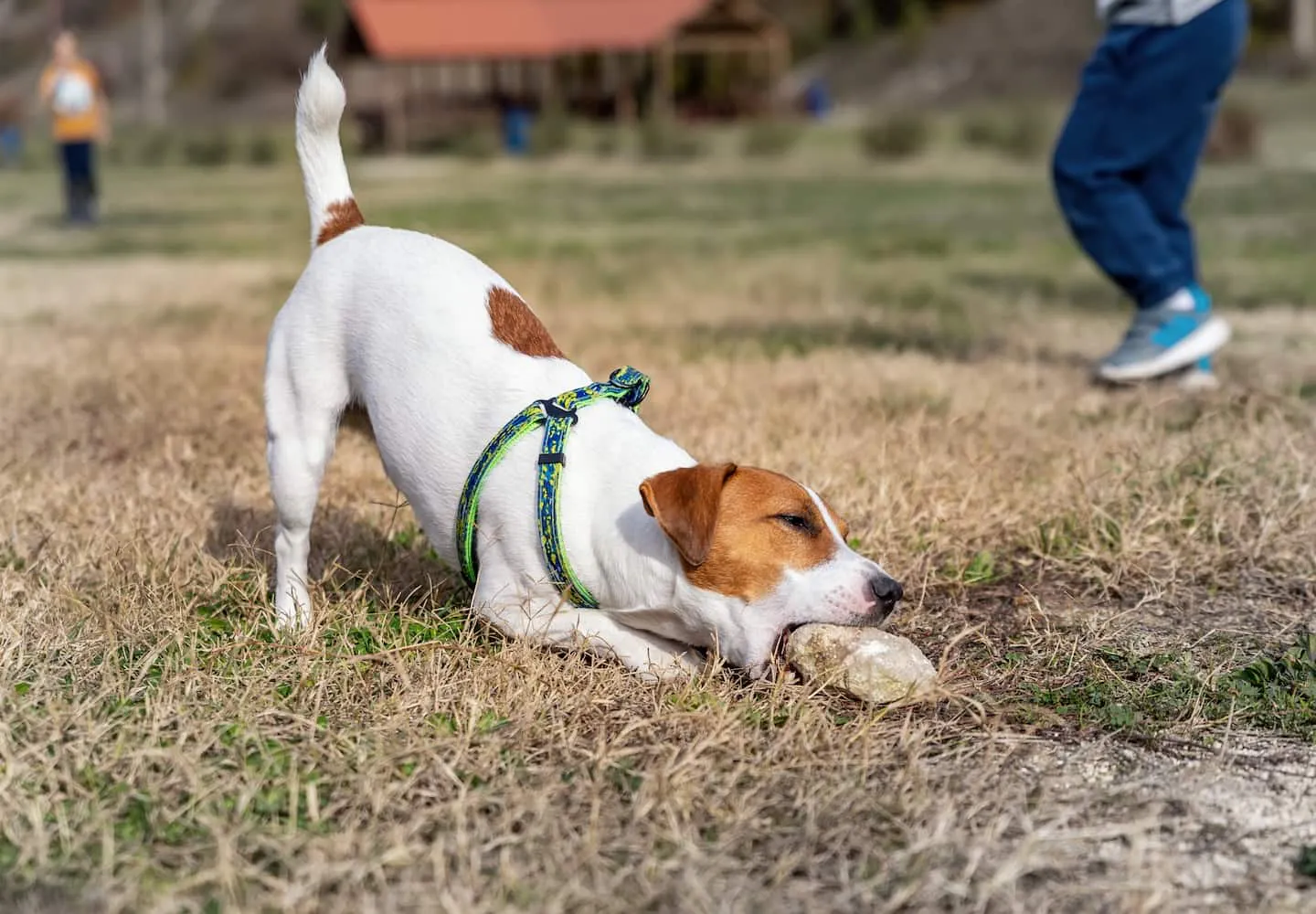 犬 が 石 を 食べる