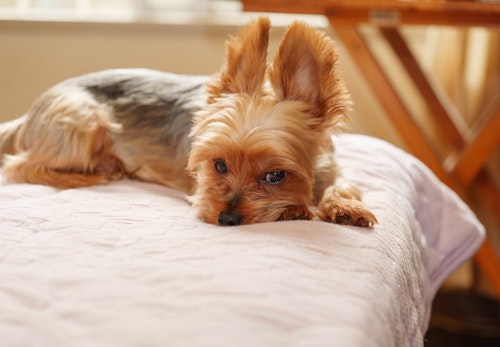 犬が布団やベッドを掘る仕草をするのはなぜ 行動の裏にある心理を解説 獣医師監修 わんクォール 犬が布団やベッドを掘る仕草をするのはなぜ 行動の裏にある心理を解説 獣医師監修 わんクォール