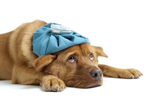 犬が熱っぽい？発熱の原因と病院に連れて行くべき症状を解説【獣医師監修】