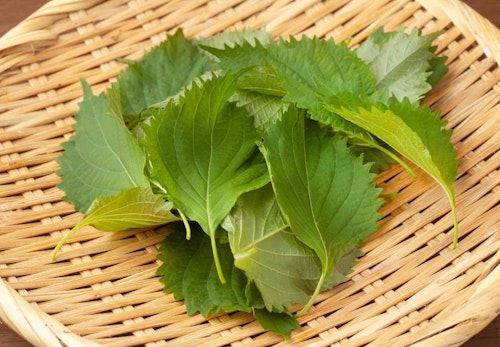 犬にしそ 大葉 を食べさせても大丈夫 健康面のメリットや適量 注意点を解説 獣医師監修 わんクォール