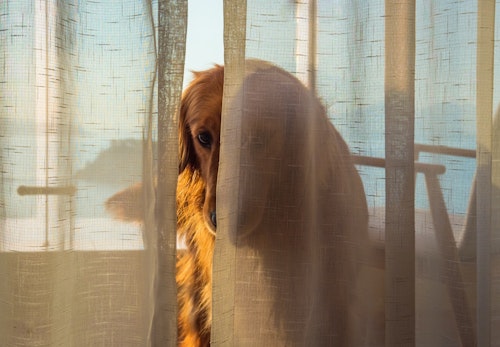 犬が散歩に行きたがらない理由8選 対処法や犬にとって散歩が大切な理由も解説 獣医師監修 わんクォール 犬が散歩に行きたがらない理由8選 対処法や犬にとって散歩が大切な理由も解説 獣医師監修 わんクォール