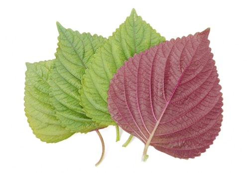 犬にしそ 大葉 を食べさせても大丈夫 健康面のメリットや適量 注意点を解説 獣医師監修 わんクォール