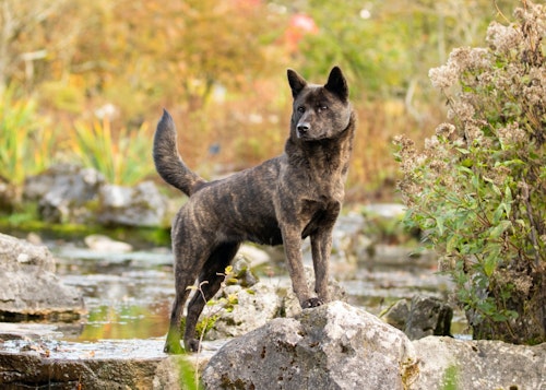 甲斐犬の性格や特徴は 飼い方やしつけのコツ かかりやすい病気について解説 獣医師監修 わんクォール 甲斐犬の性格や特徴は 飼い方やしつけのコツ かかりやすい病気について解説 獣医師監修 わんクォール