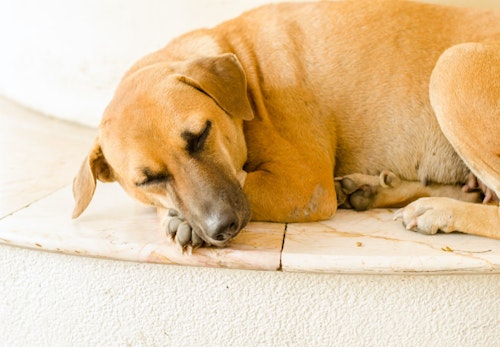 犬にレーズンを与えるのはng 危険な理由と誤食した場合の対処法を解説 獣医師監修 わんクォール