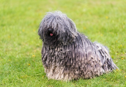 プーリーってどんな犬種 性格や特徴 飼い方のコツを解説 獣医師監修 わんクォール プーリーってどんな犬種 性格や特徴 飼い方のコツを解説 獣医師監修 わんクォール