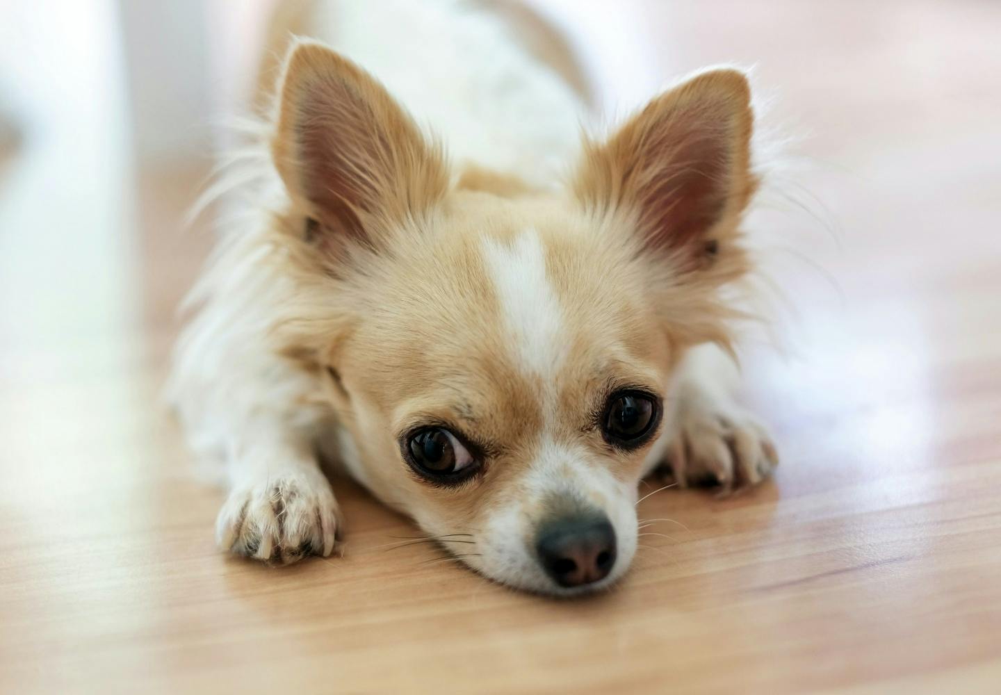 犬の水頭症は見た目や症状で判断できる 治療法やなりやすい犬種について解説 獣医師監修 わんクォール