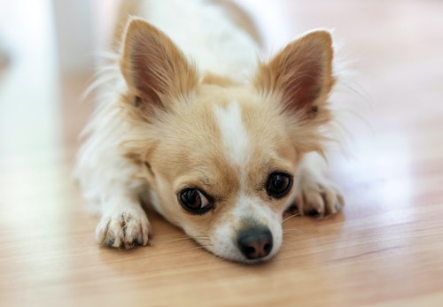 犬にも筋トレが必要 筋肉をつける最適な方法を運動 食事の両面で解説 獣医師監修 わんクォール 犬にも筋トレが必要 筋肉をつける最適な方法を運動 食事の両面で解説 獣医師監修 わんクォール