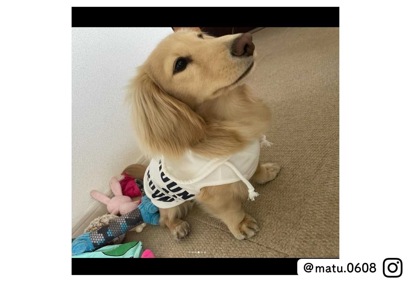 カインズの可愛い犬服 スポーティプリントパーカーを着たミニチュアダックスフンド@matsu.0608