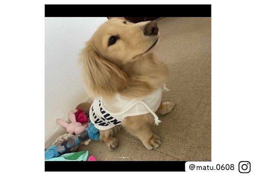 カインズの可愛い犬服 スポーティプリントパーカーを着たミニチュアダックスフンド@matsu.0608