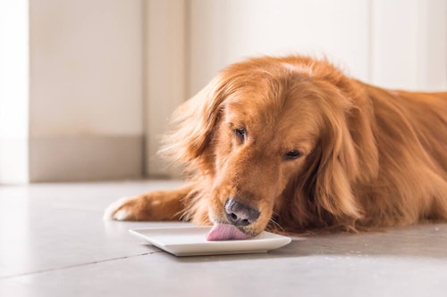 犬はうなぎ 蒲焼き 白焼き を食べても大丈夫 健康面のメリットや与える際の注意点を解説 獣医師監修 わんクォール