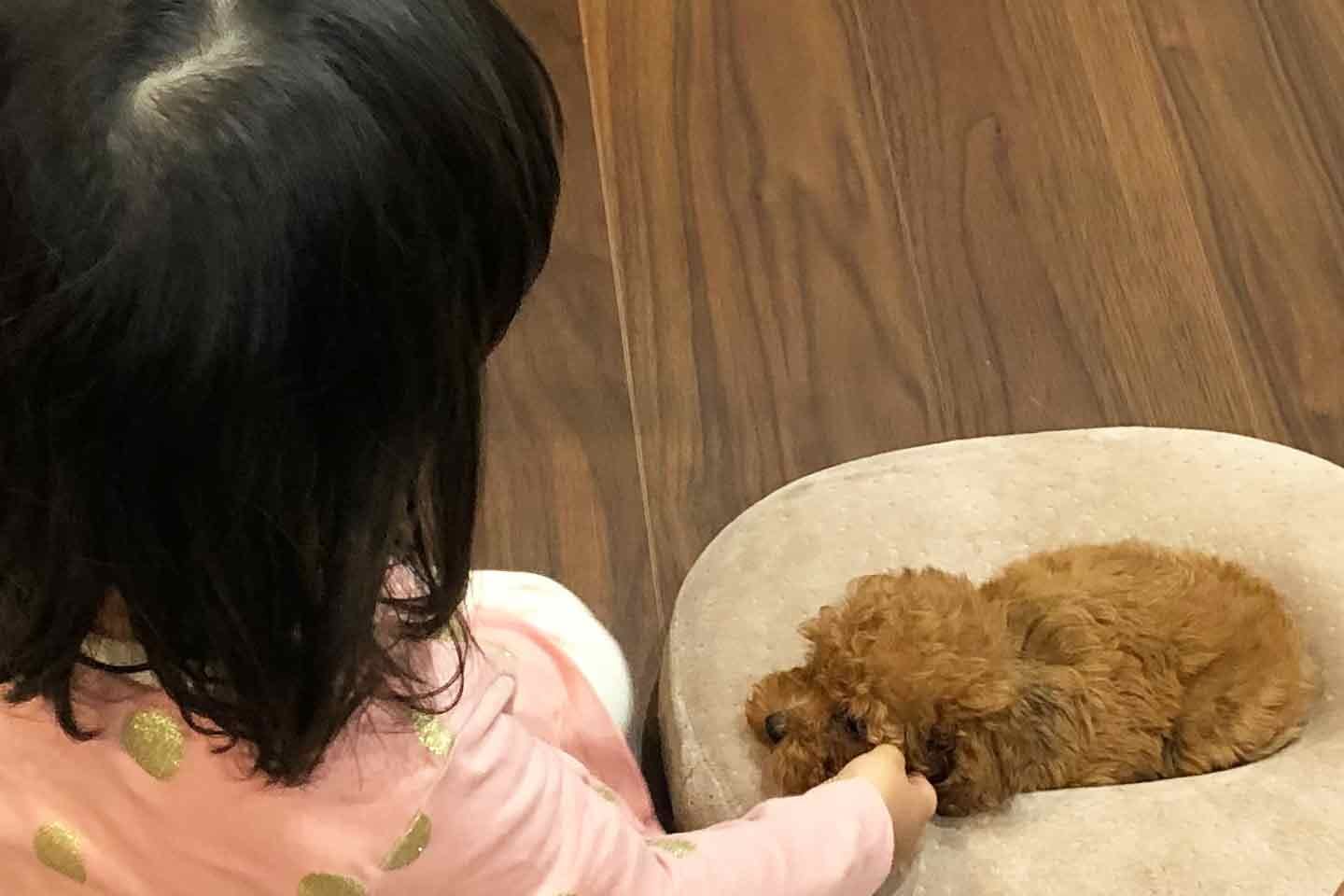 子どもに教えるべき、犬と触れ合う時のルール