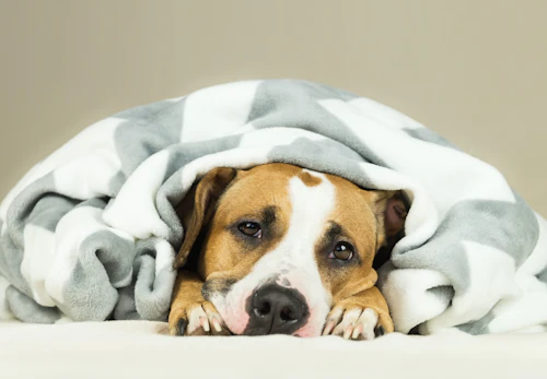 犬に唐辛子はng 与えてはいけない理由や誤食した場合の対処法を解説 獣医師監修 わんクォール 犬に唐辛子はng 与えてはいけない理由や誤食した場合の対処法を解説 獣医師監修 わんクォール