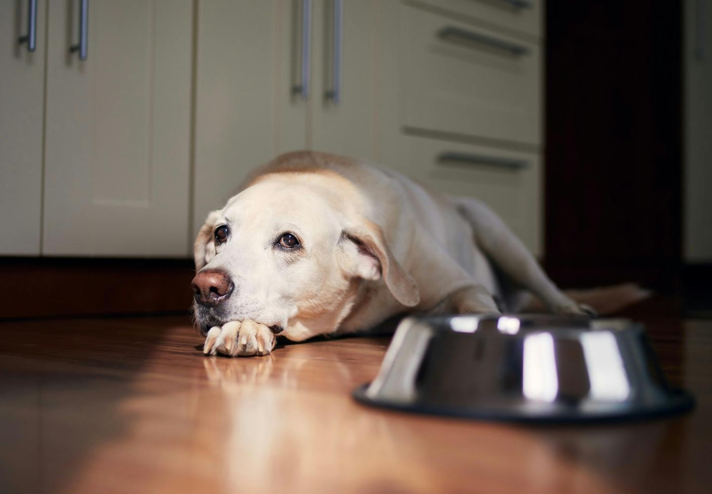 犬はホタテを食べても大丈夫？与えても良い部位や生食NGなどの注意点を解説【獣医師監修】|ワンクォール