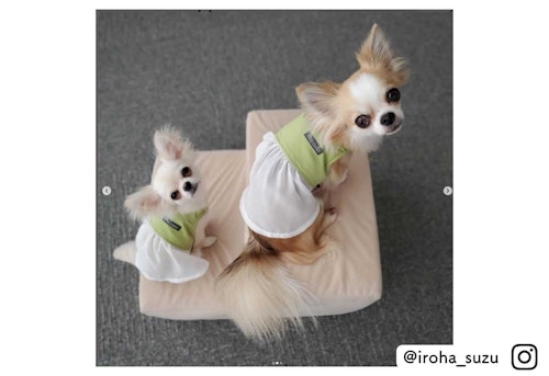 カインズの可愛い犬服 異素材MIXカットソーを着たチワワ@iroha_suzu