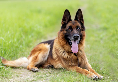 大型犬の種類とは 代表的な犬種の特徴と飼いやすさなどを解説 獣医師監修 わんクォール