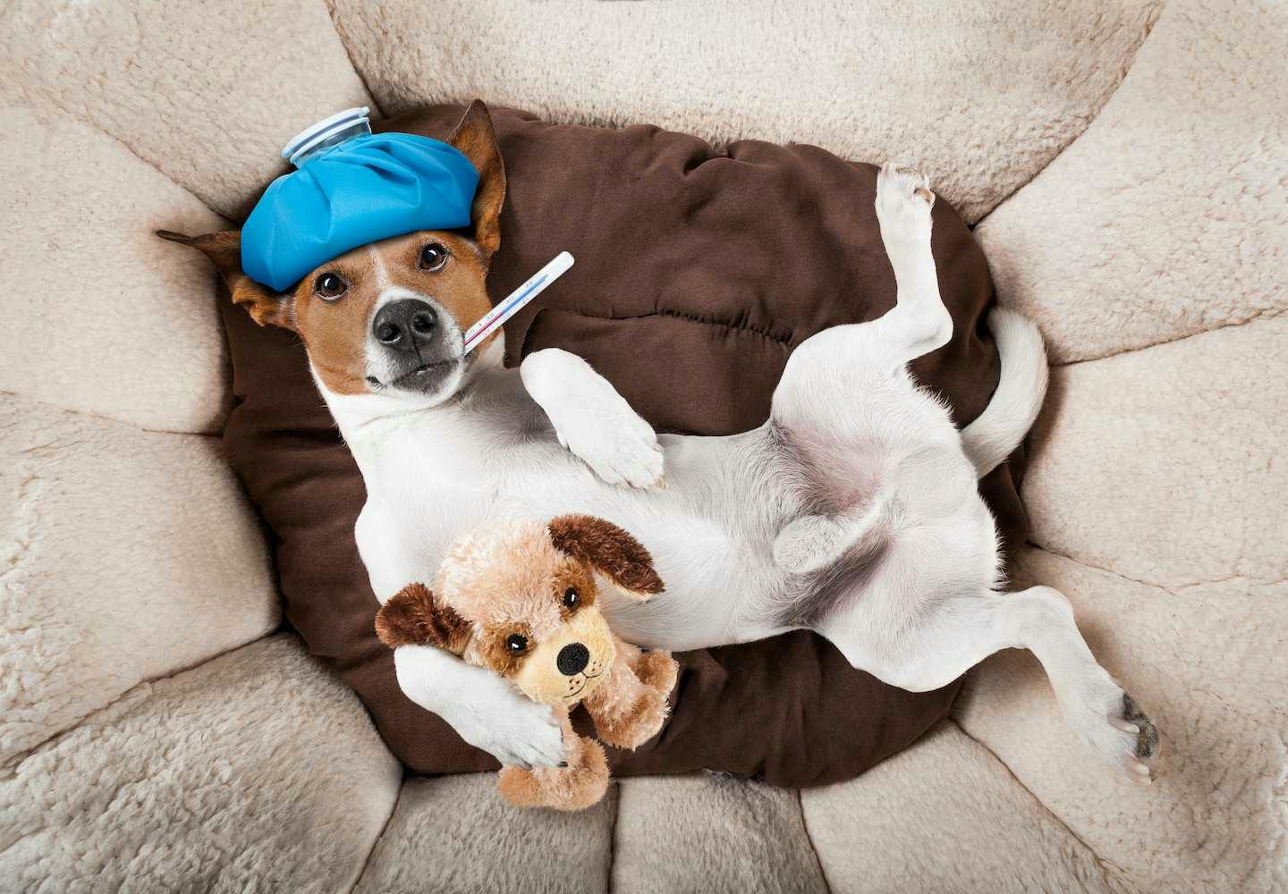 犬が熱っぽい？発熱の原因と病院に連れて行くべき症状を解説【獣医師監修】