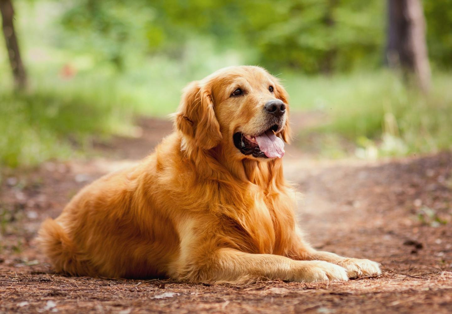 danny ペット 大型犬 人気 犬種