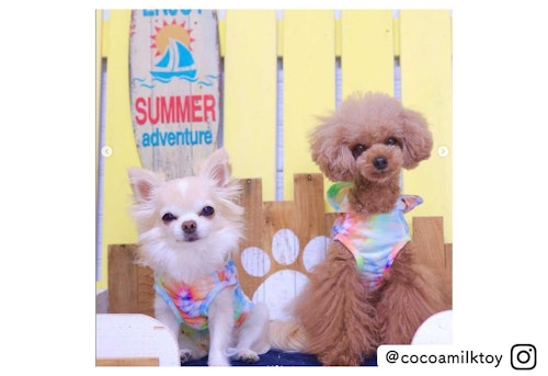 カインズの可愛い犬服 タイダイプリントパーカーを着たチワワとトイプードル@cocoamilktoy