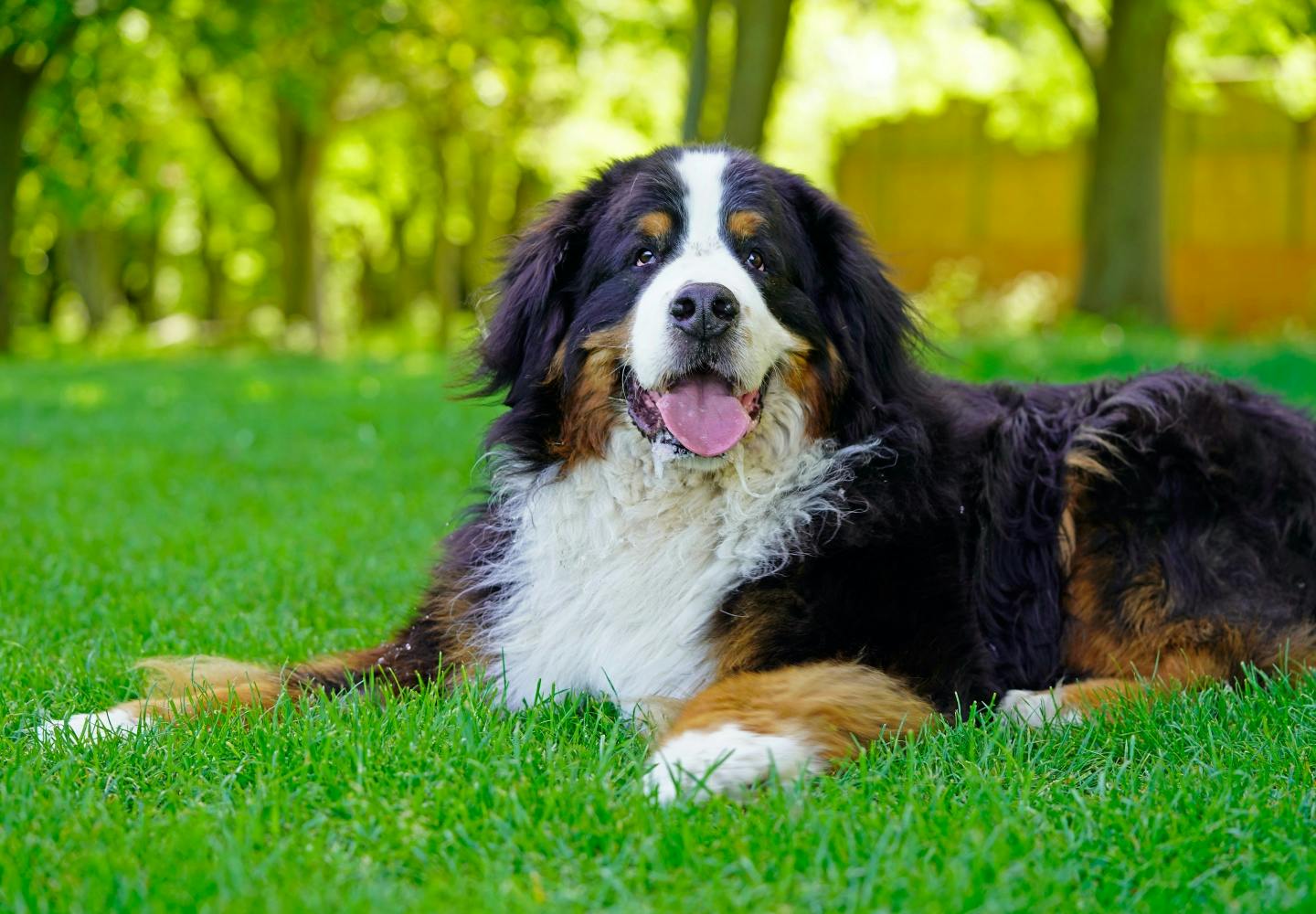 大型犬の種類とは？代表的な犬種の特徴と飼いやすさなどを解説【獣医師監修】|ワンクォール