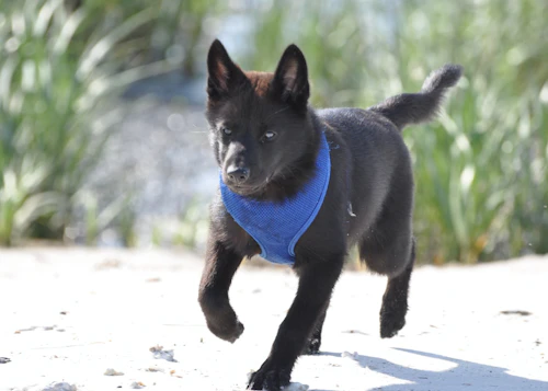 甲斐犬の性格や特徴は 飼い方やしつけのコツ かかりやすい病気について解説 獣医師監修 わんクォール