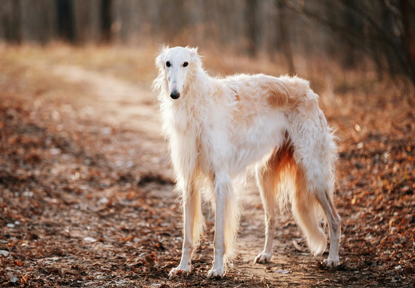 大型犬の種類とは？代表的な犬種の特徴と飼いやすさなどを解説【獣医師監修】|ワンクォール