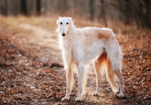 大型犬の種類とは 代表的な犬種の特徴と飼いやすさなどを解説 獣医師監修 わんクォール 大型犬の種類とは 代表的な犬種の特徴と飼いやすさなどを解説 獣医師監修 わんクォール