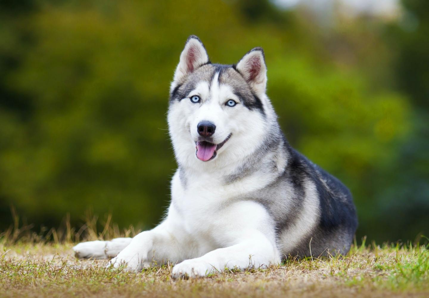 danny ペット 大型犬 人気 犬種