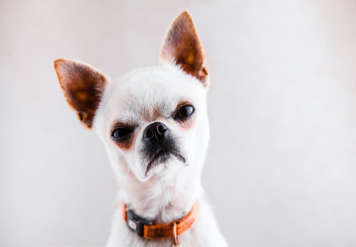 犬が怒る理由は 正しい対処法や飼い主のng行動を解説 獣医師監修 わんクォール 犬が怒る理由は 正しい対処法や飼い主のng行動を解説 獣医師監修 わんクォール